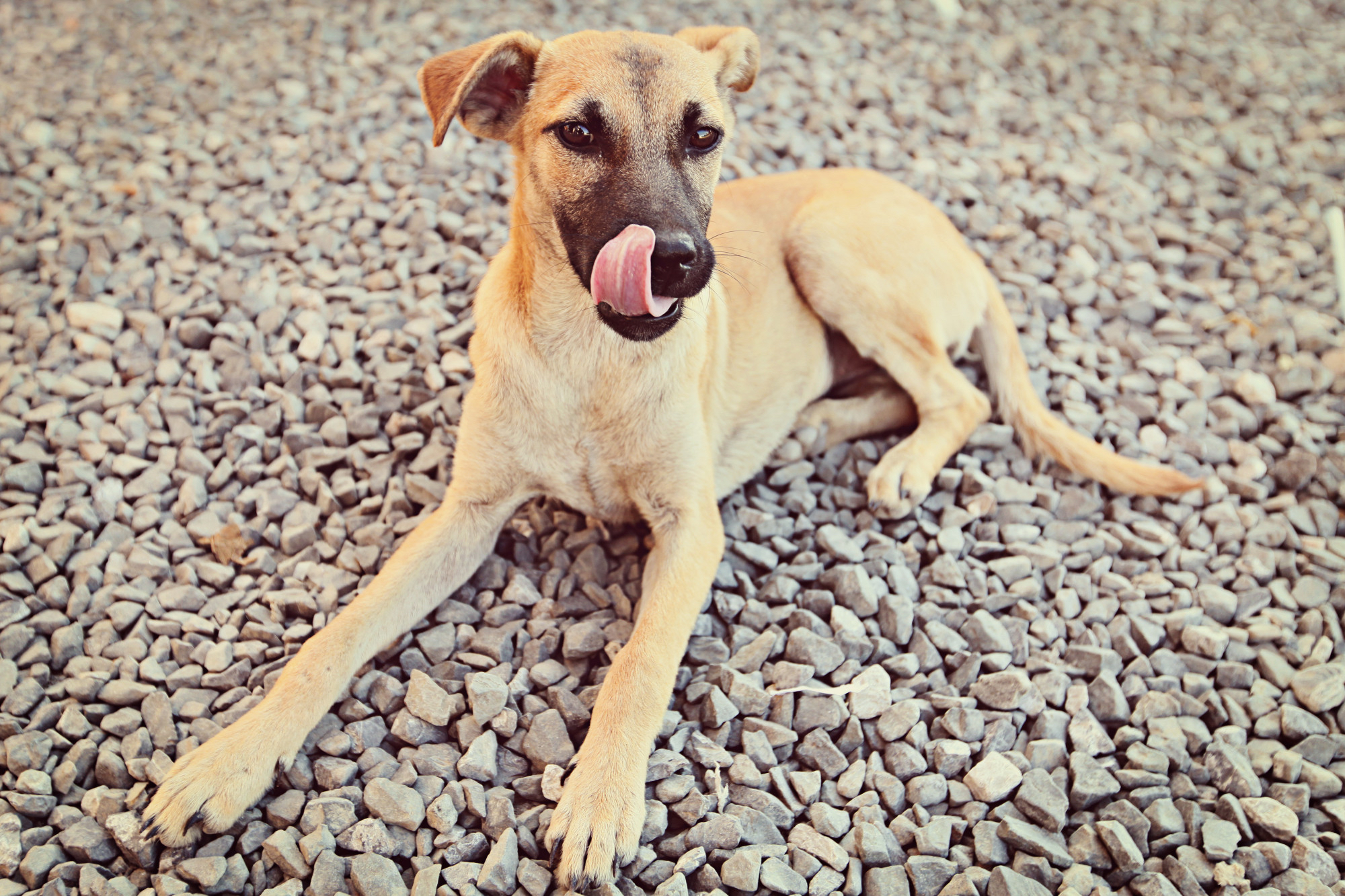 Cão deitado