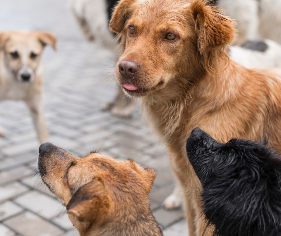 Animais de rua - Foto: Freepik